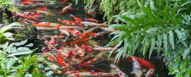 Koi in Cyprus