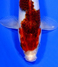 goromo koi