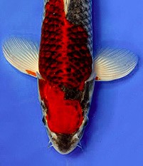 goshiki koi