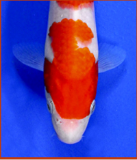 kohaku koi