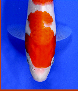 kohaku koi