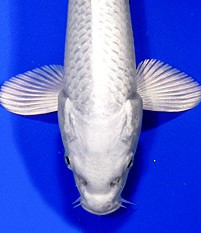 platinum ogon koi