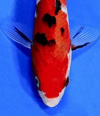 sanke koi