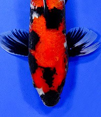 showa koi