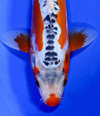 shusui koi