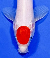 tancho koi