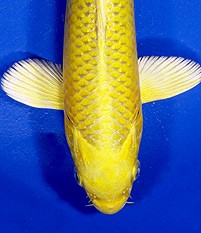 yamabuki ogon koi