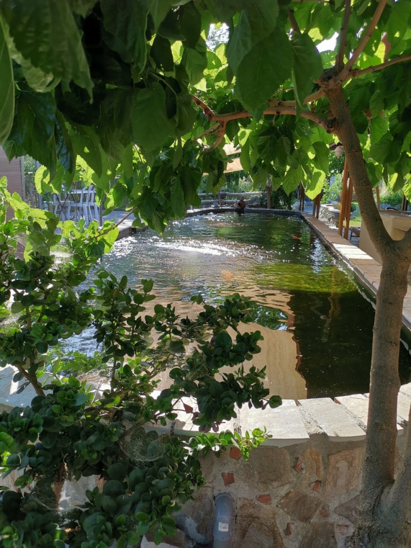 The Benefits of Having a Koi Pond in Your Garden GoingKoi Cyprus